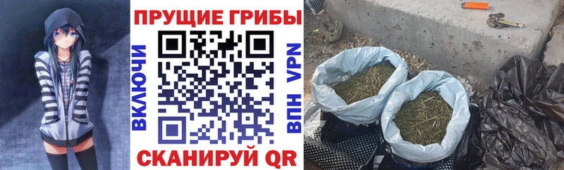 Галлюциногенные грибы Psilocybine cubensis  Нижний Новгород 